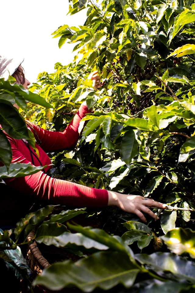 Producer introduction